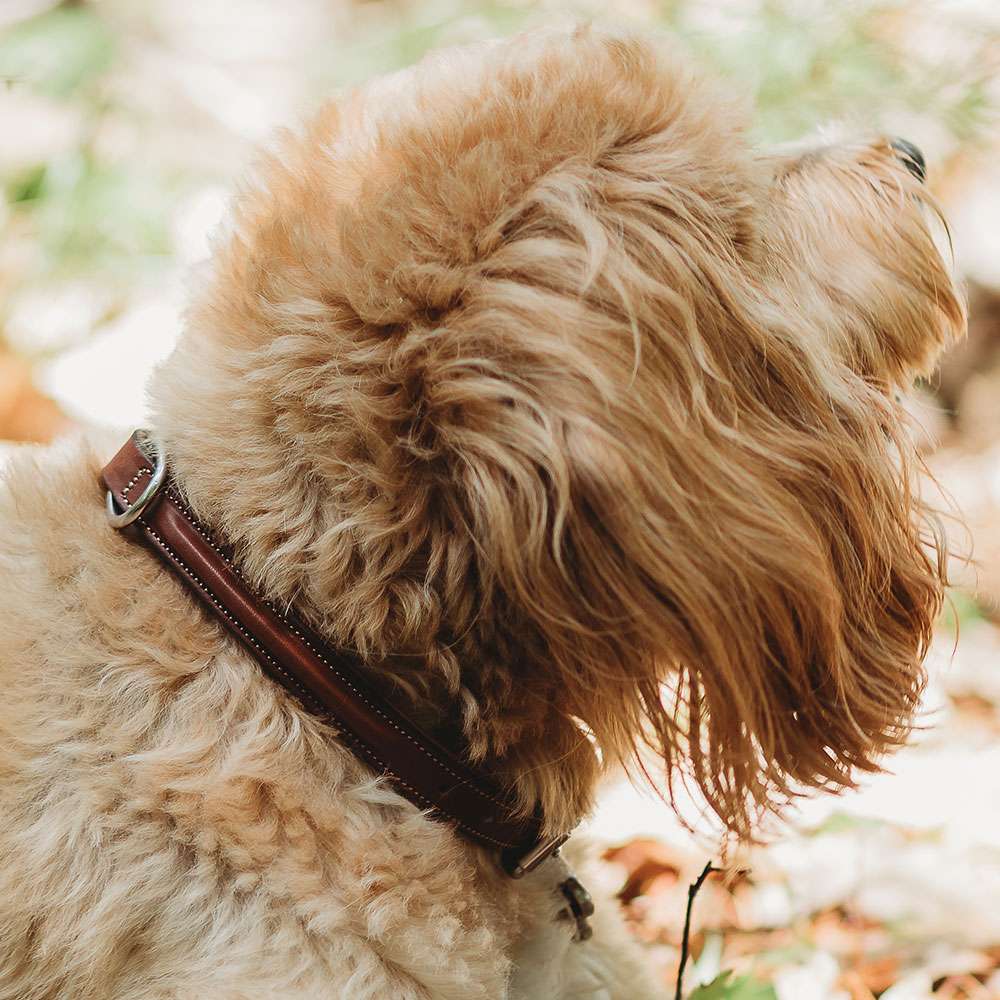 Bentley Raised Collar - Image 13