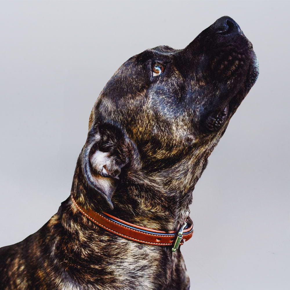 Rover Standard Collar - Image 35