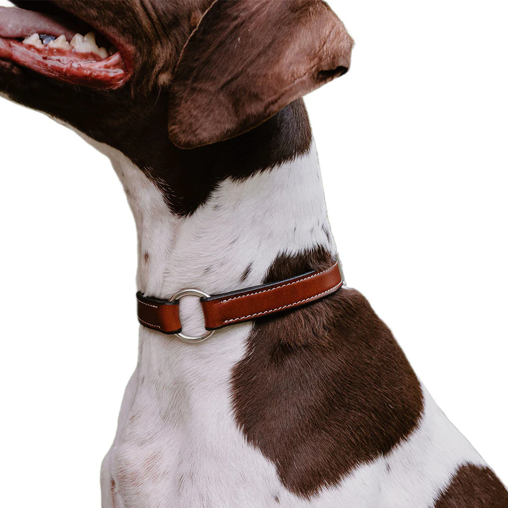 Old Reliable Collar With D-Ring - Image 8